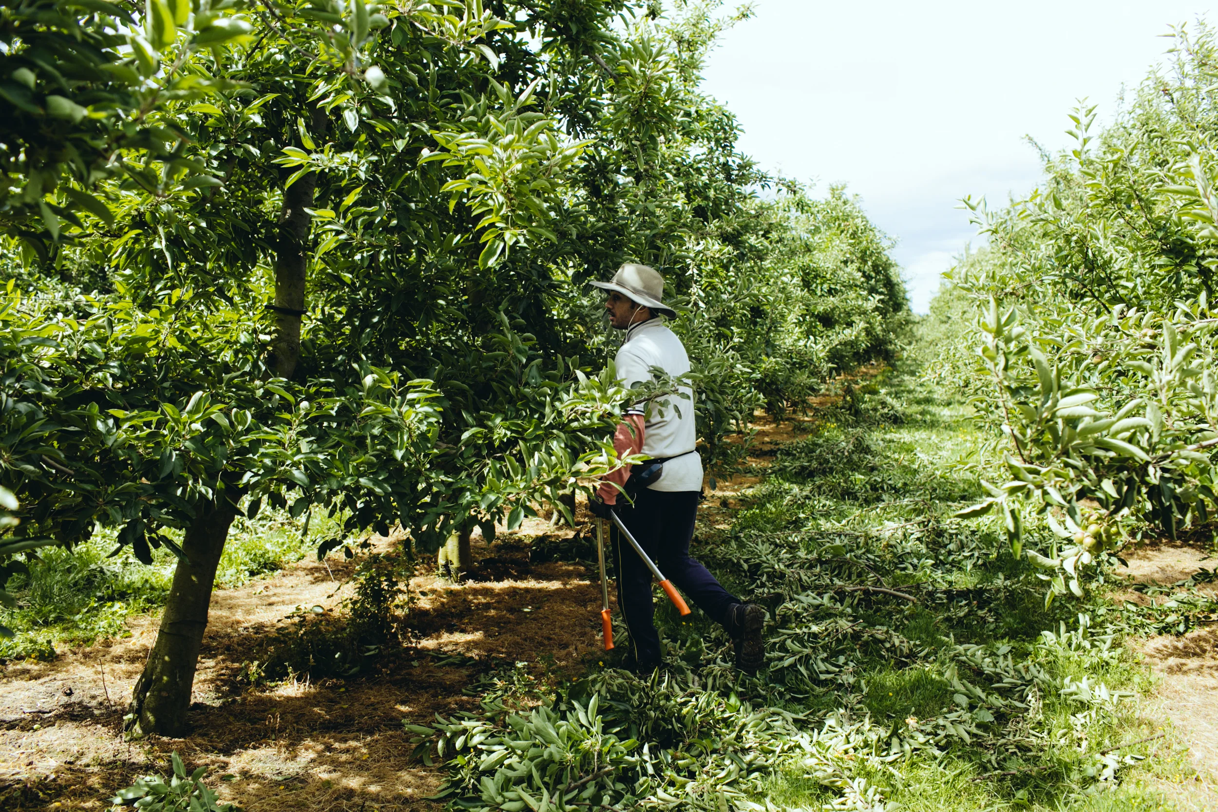 Shiloh_SummerPruning_PhotoNaomiJorge_046.jpg