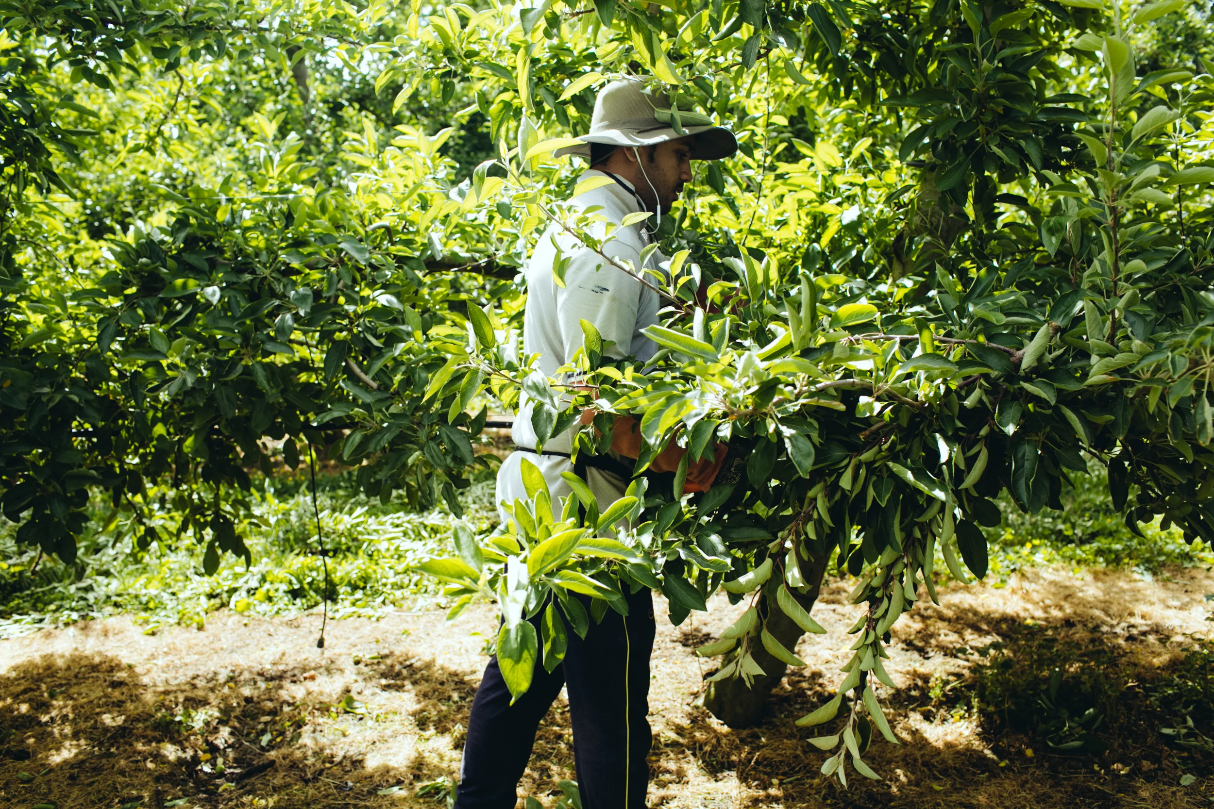 Shiloh_SummerPruning_PhotoNaomiJorge_042.jpg