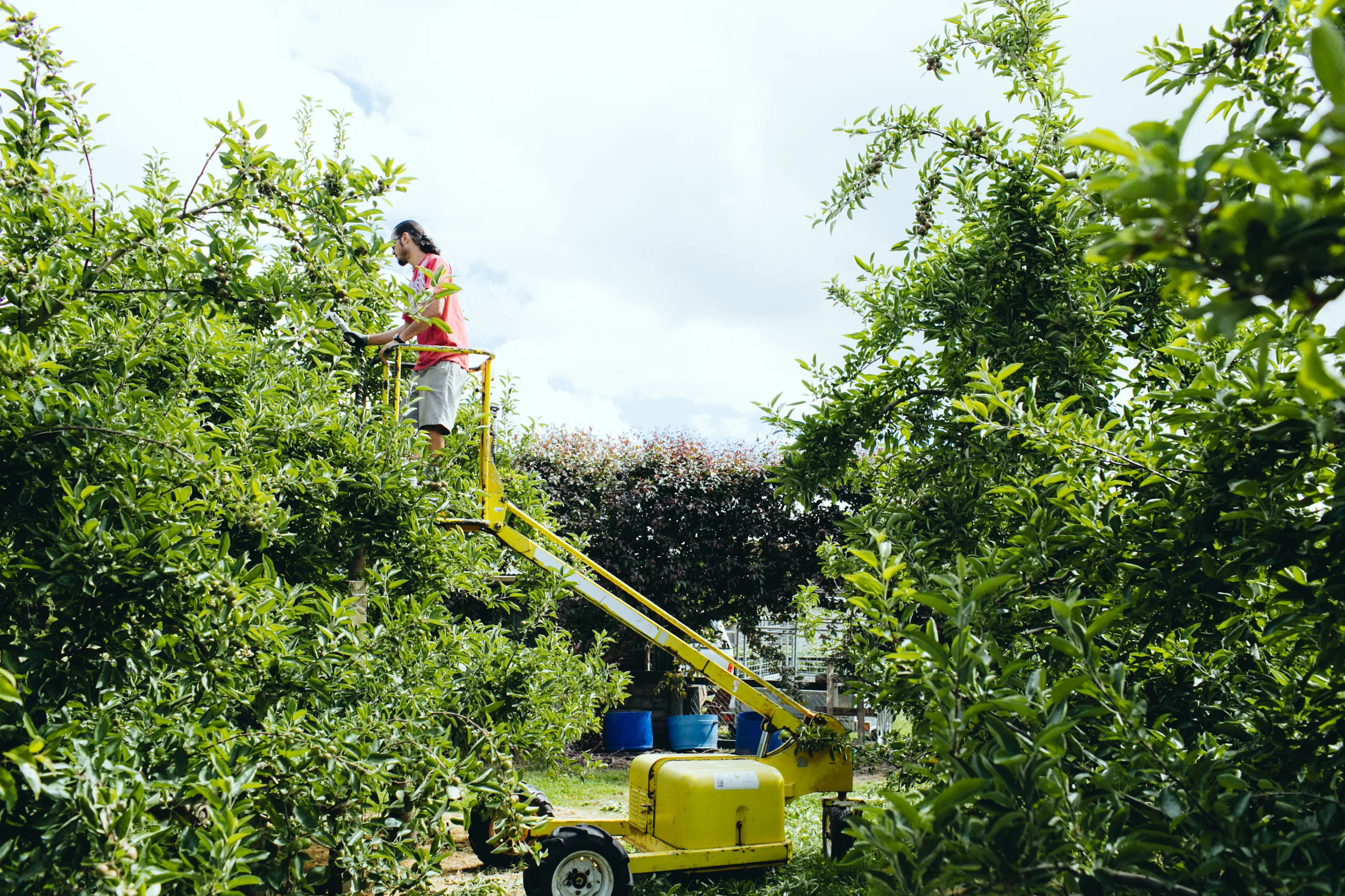 Shiloh_SummerPruning_PhotoNaomiJorge_028.jpg