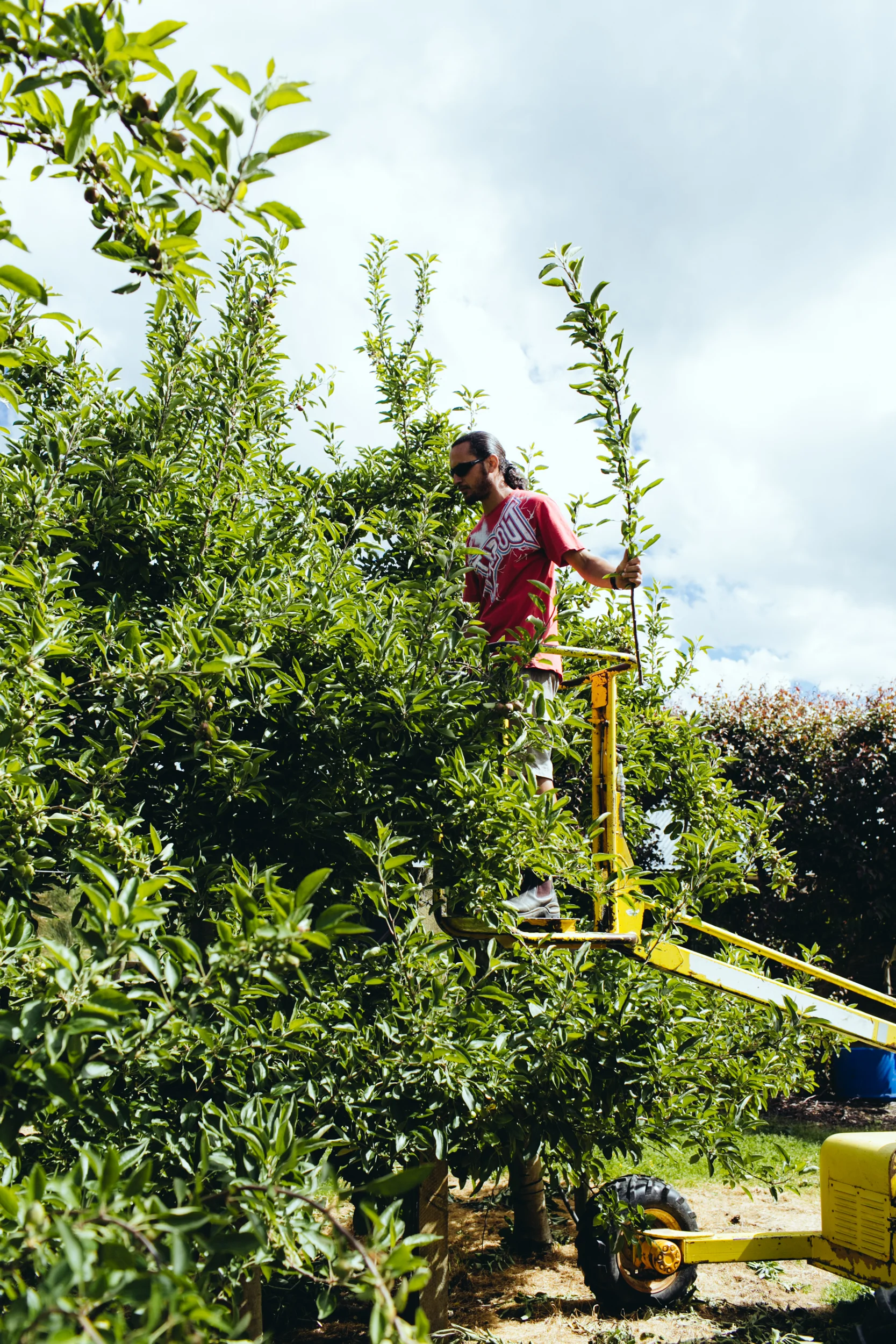 Shiloh_SummerPruning_PhotoNaomiJorge_026.jpg