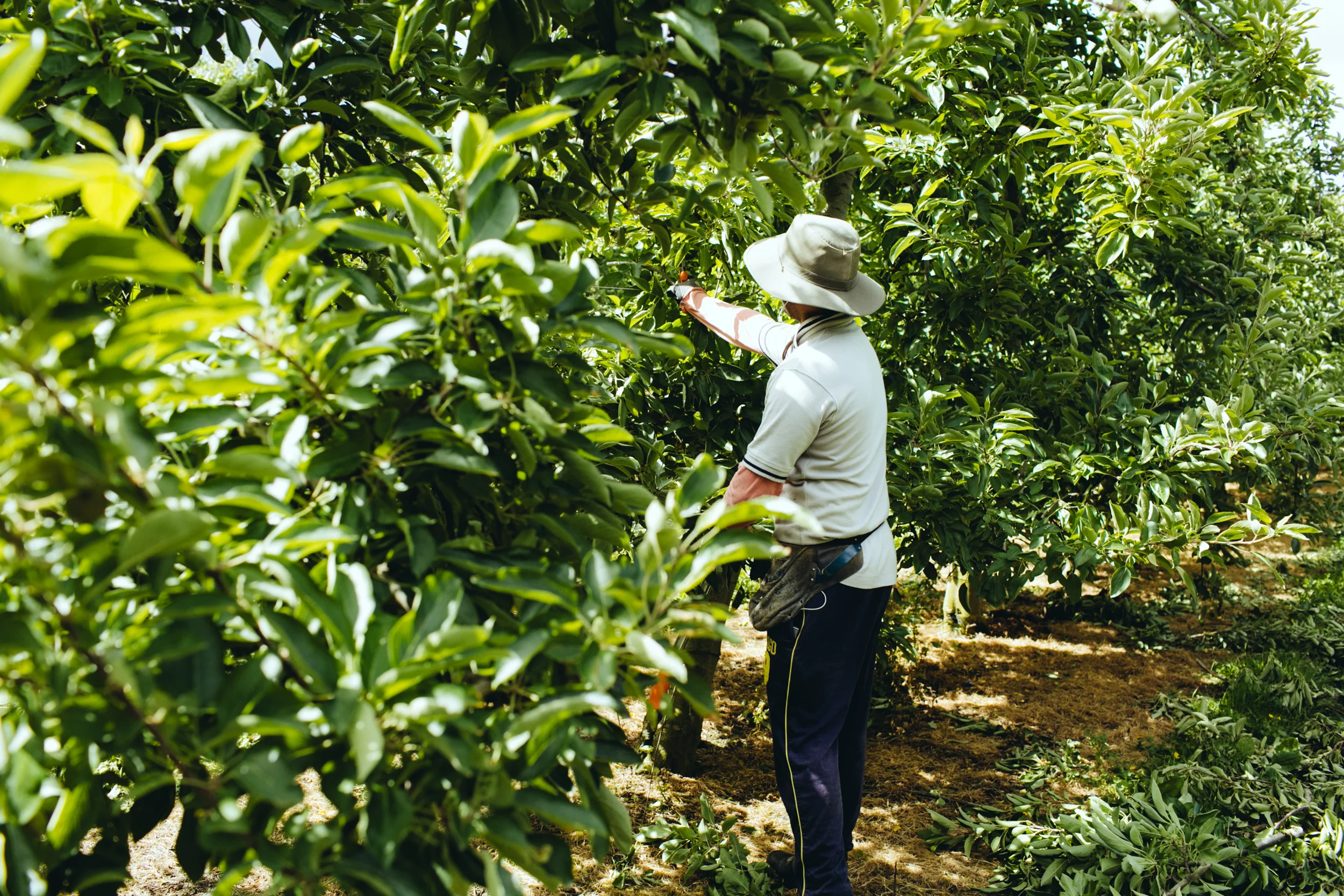 Shiloh_SummerPruning_PhotoNaomiJorge_044.jpg