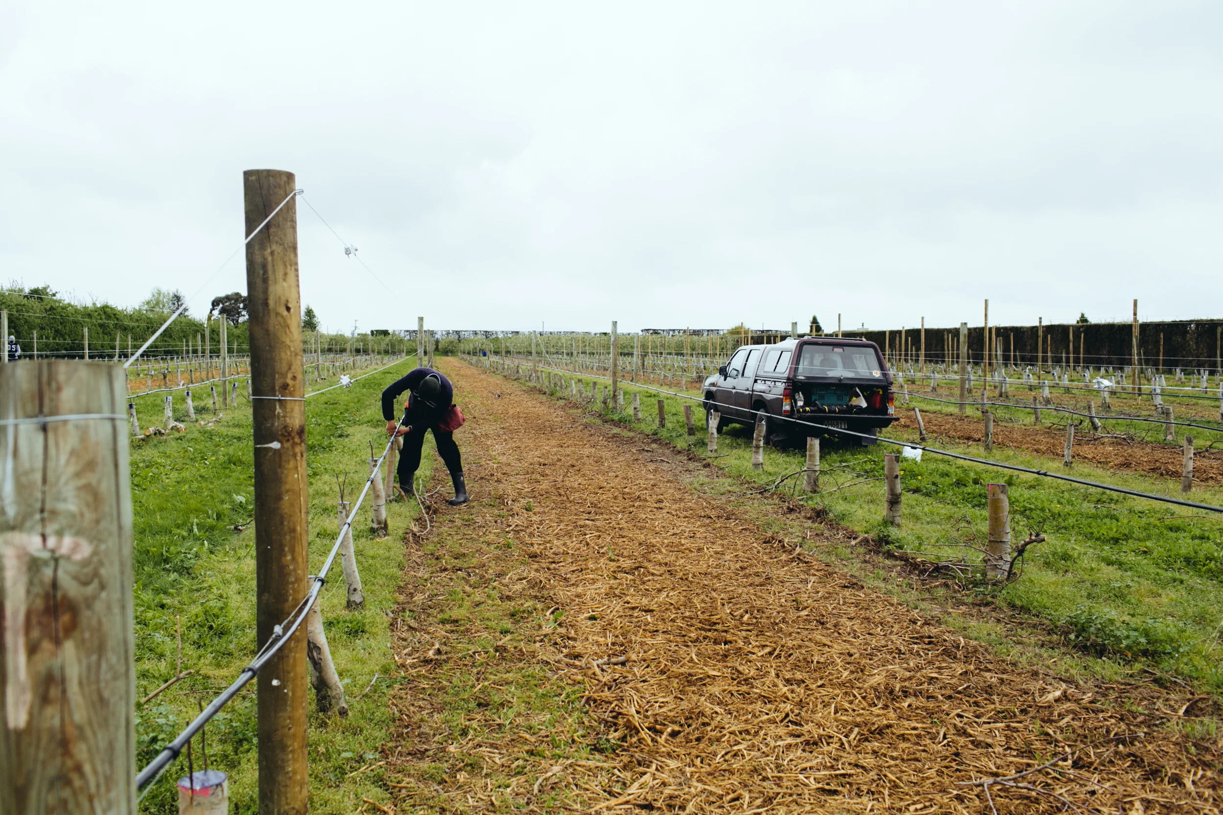 Shiloh_Grafting_PhotoNaomiJorge_032.jpg