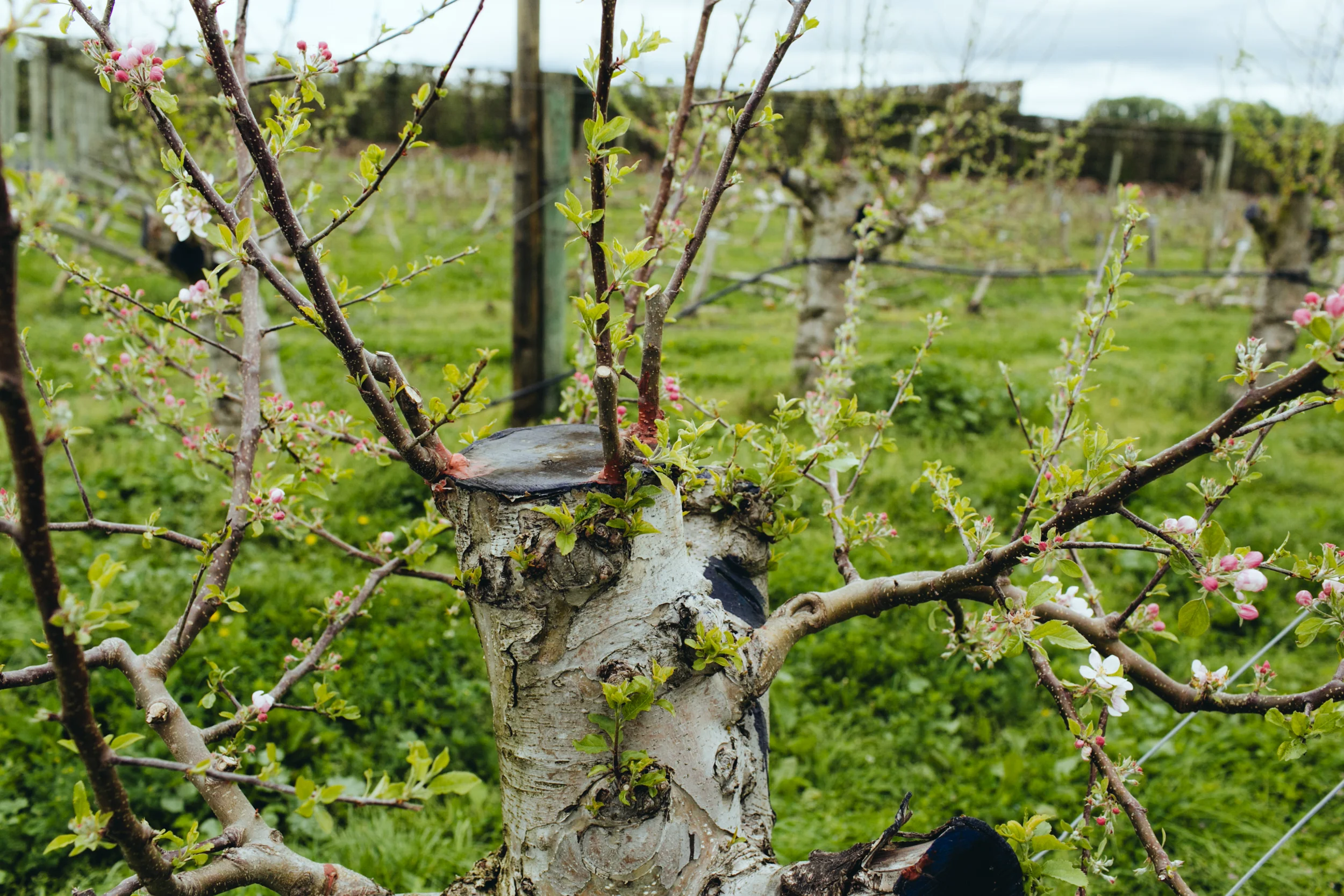 Shiloh_Grafting_PhotoNaomiJorge_033.jpg