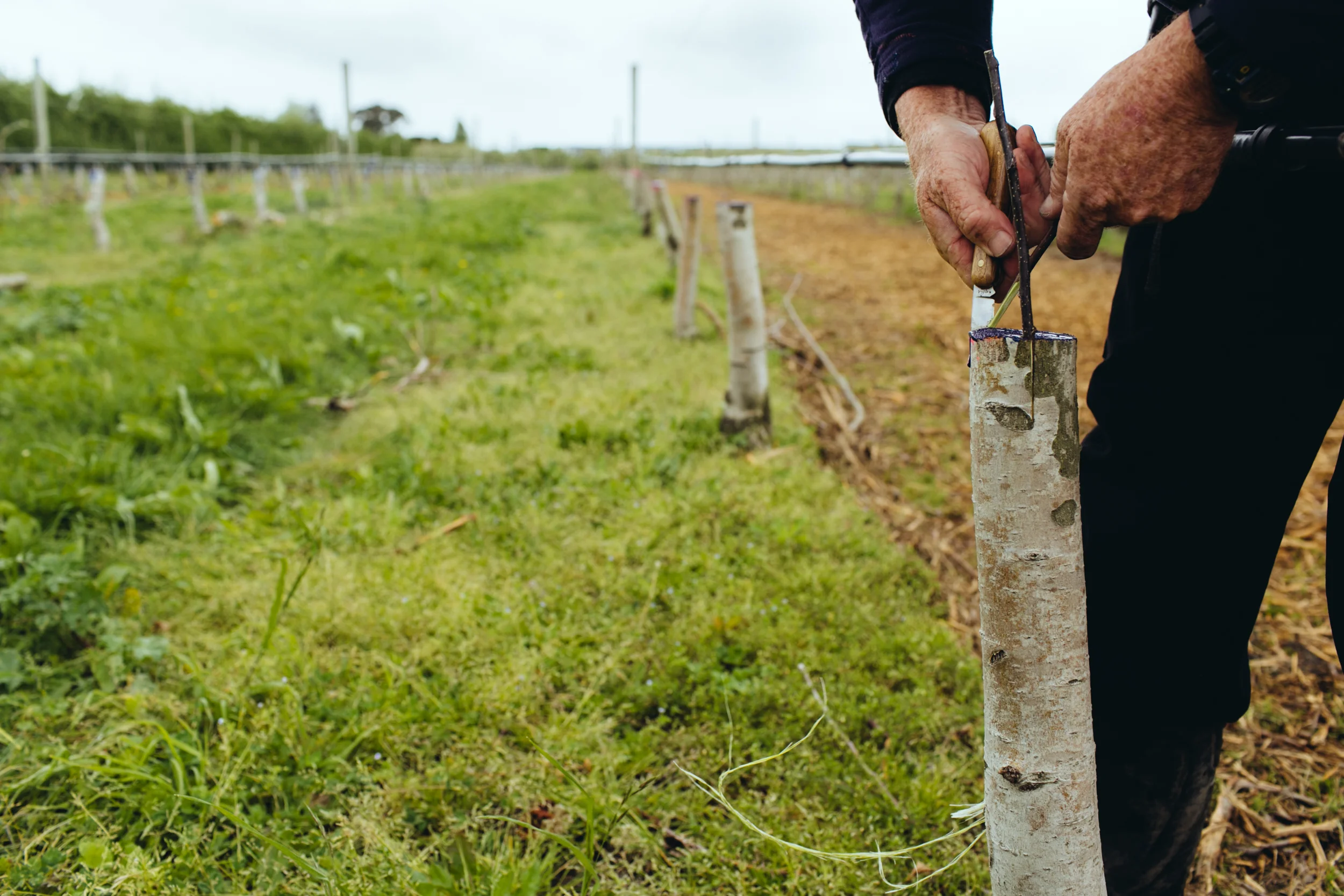 Shiloh_Grafting_PhotoNaomiJorge_027.jpg