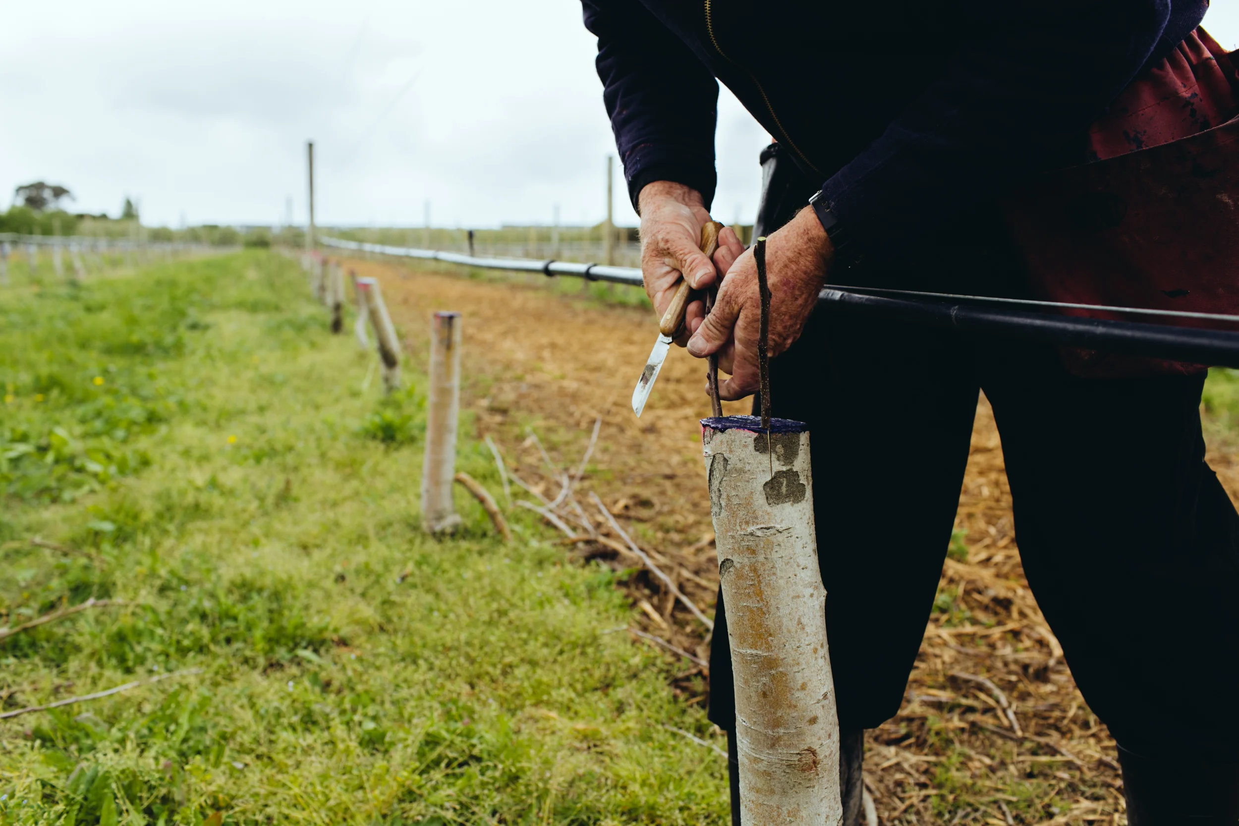 Shiloh_Grafting_PhotoNaomiJorge_031.jpg