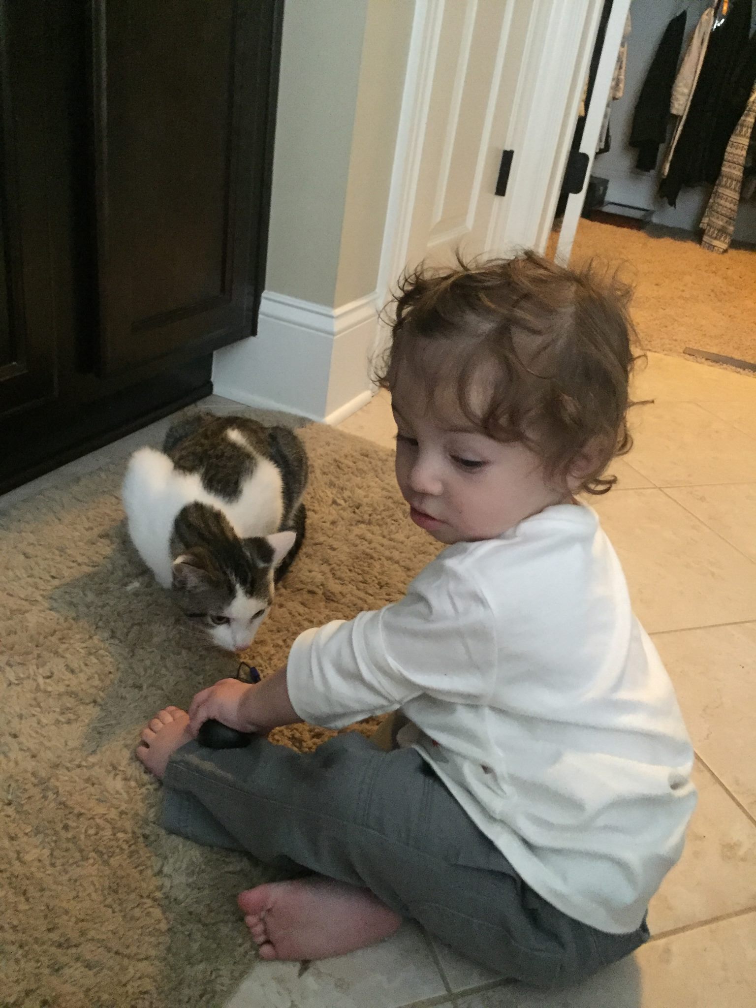 Not the cat in question 