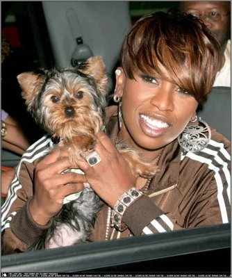 missy_yorkie.jpg