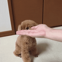 HardtofindFamiliarBlobfish-max-1mb.gif