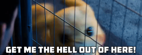 giphy-1.gif