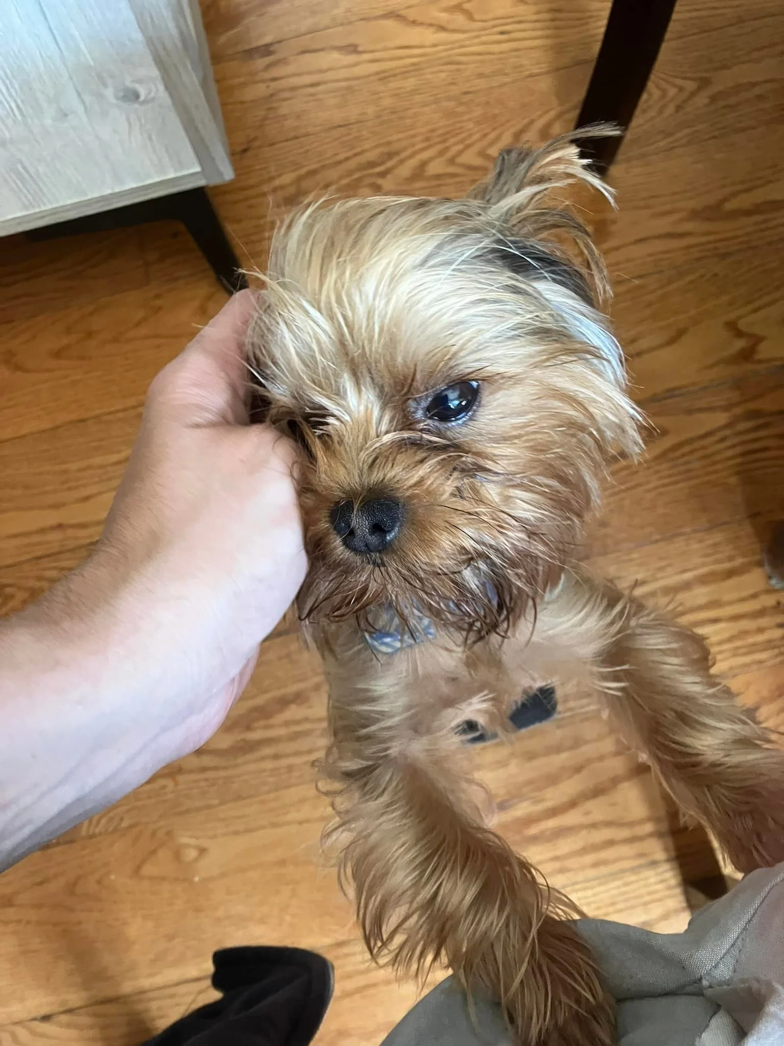 Happy First Gotcha Day to Simon Champion Unforgettable Dare to Dream, the Greatest Animal of All Time