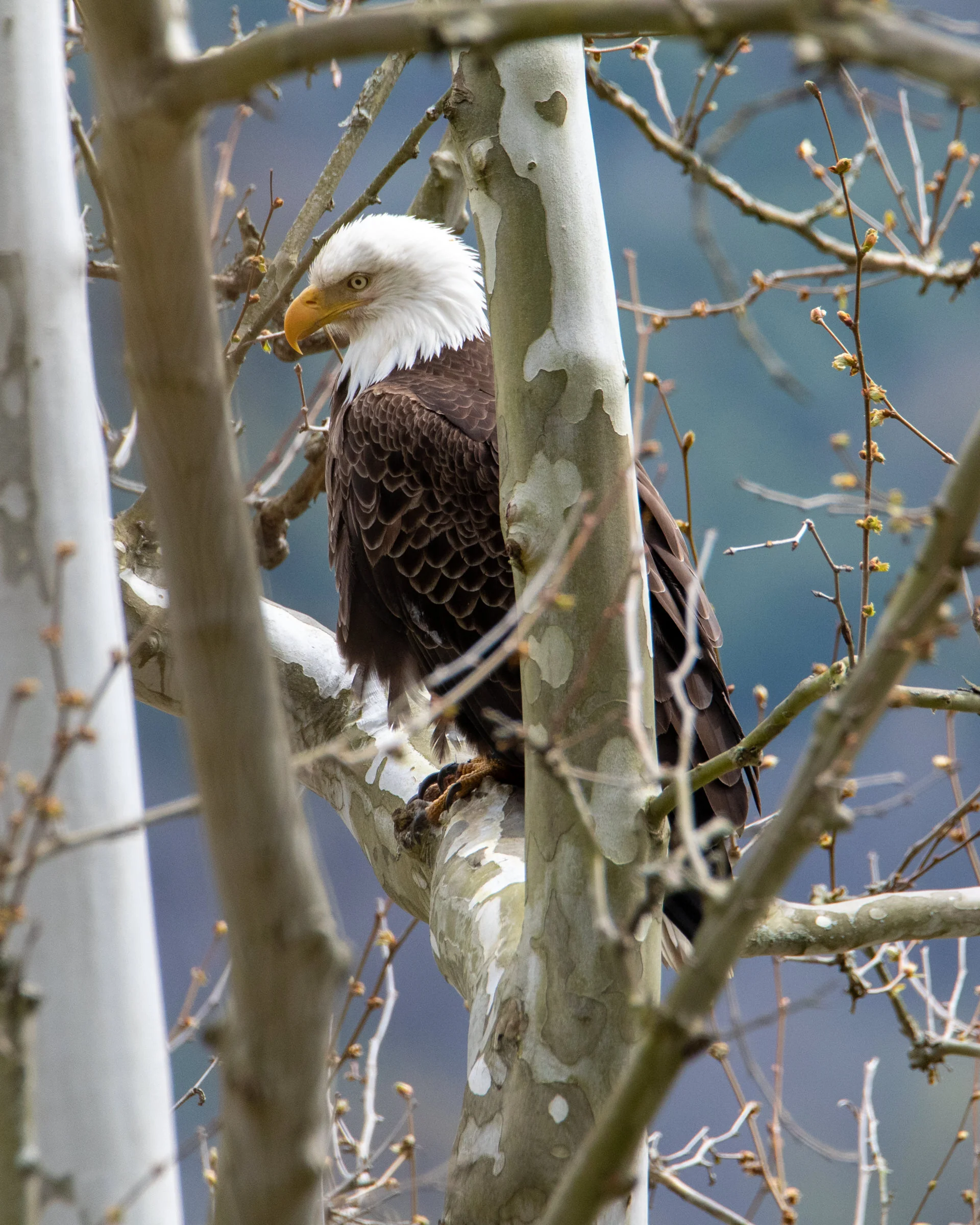 Eagles and Herons