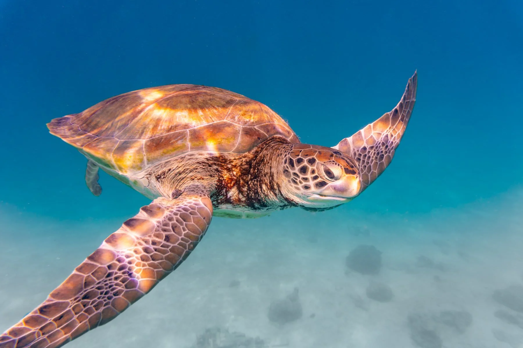 Barbados, a truly magical place to snorkel. This green sea turtle is about 5 feel long and weighs in at 400-500 lbs. We got to spend some quality time with this one and a couple others before the crowds of snorkelers came out. It was really amazing.…