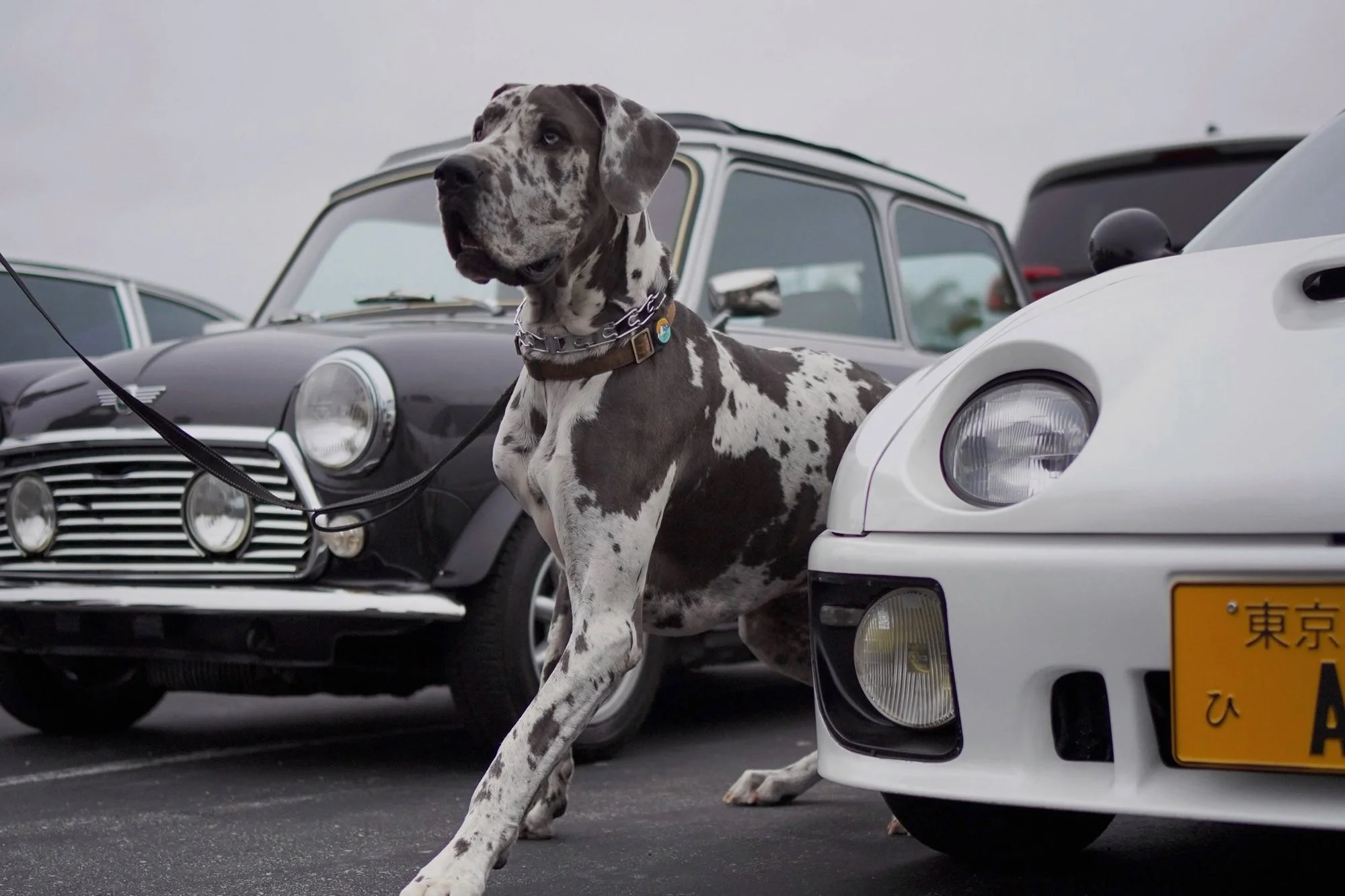 Avants at Tiny Car Show