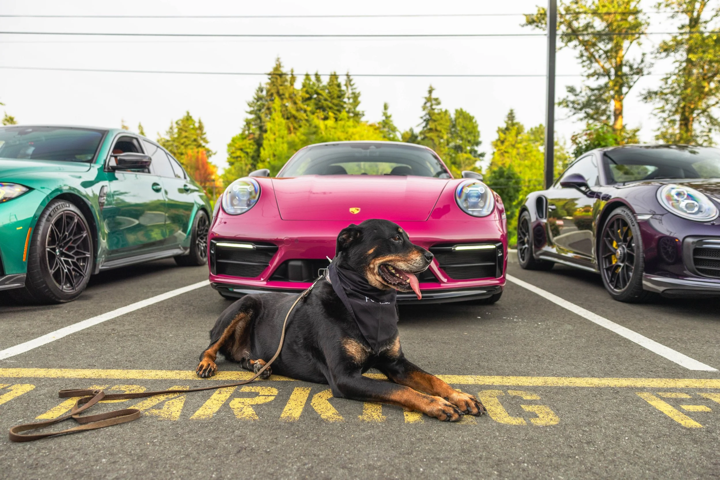 Wags &amp; Wheels at Porsche Seattle North