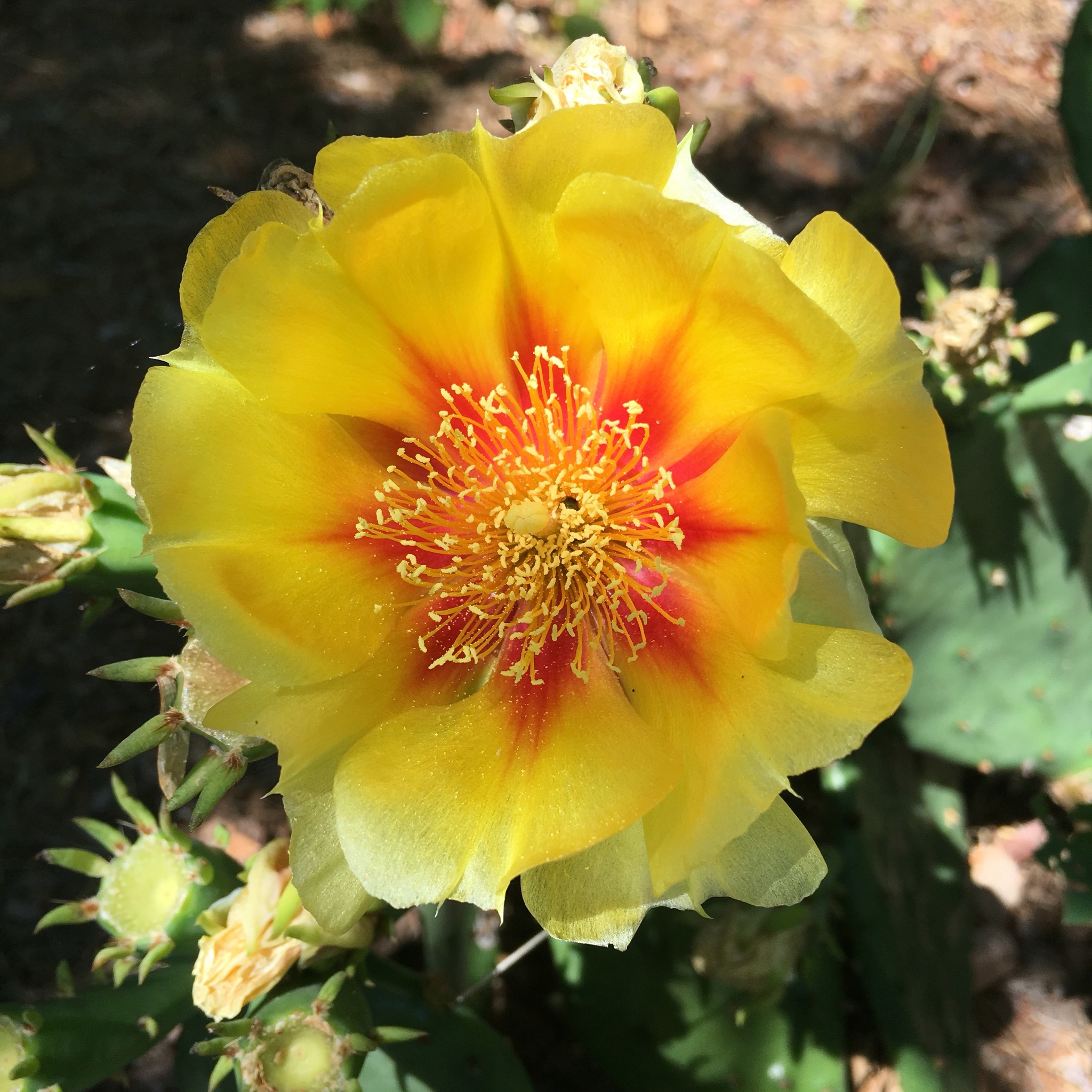 The flower of Opuntia cespitosa . Notice the red-orange bases of the tepals, compared to the pure yellow flowers of O. humifusa .