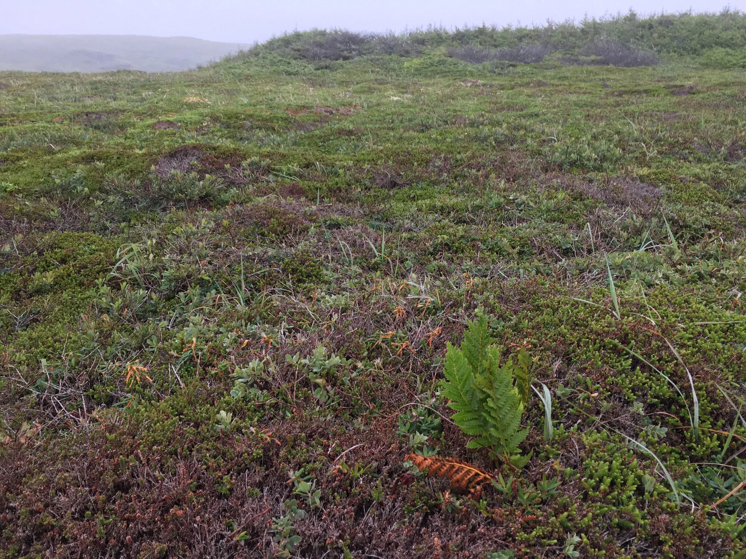 Habitat for alpine azalea at Mistaken Point Ecological Reserve.