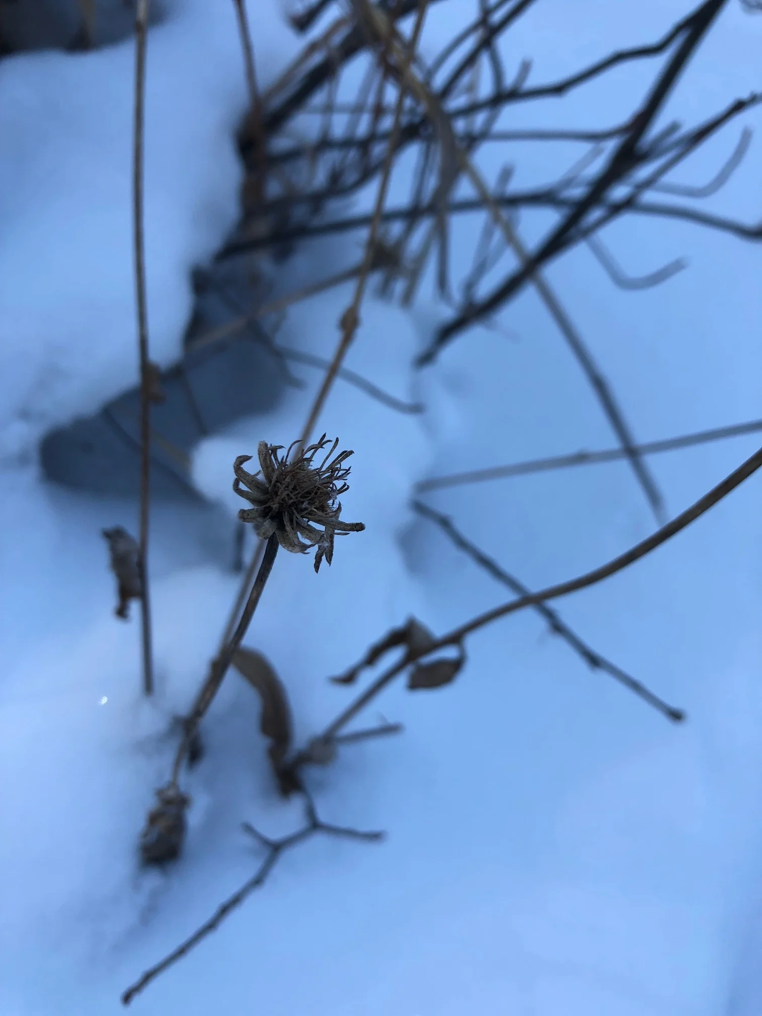 Remains of last year's Large Flowered Barbara’s-buttons ( Marshallia grandiflora ) along the Youghiogheny's scour zone.
