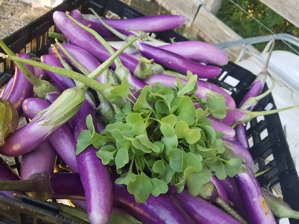 Eggplant & Microgreens