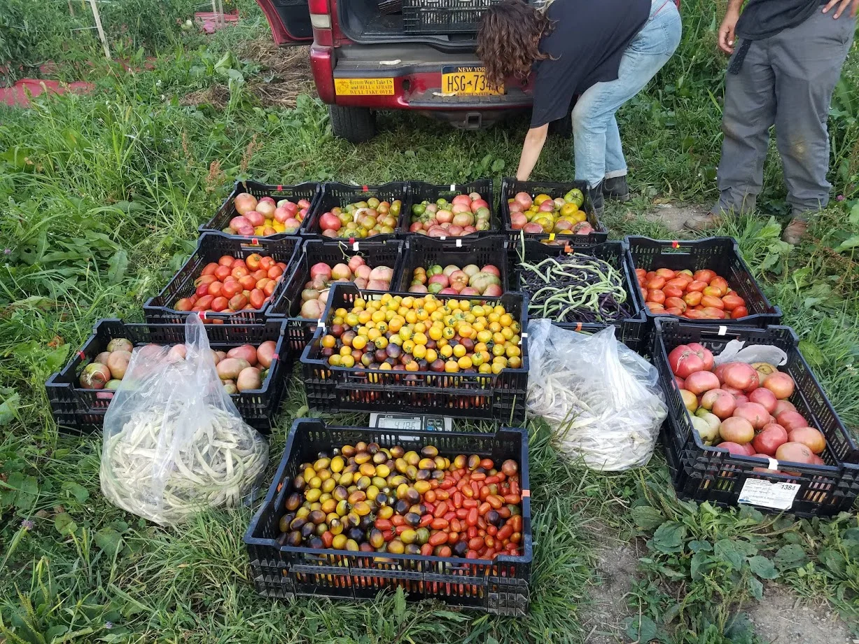 Big Harvest.jpg