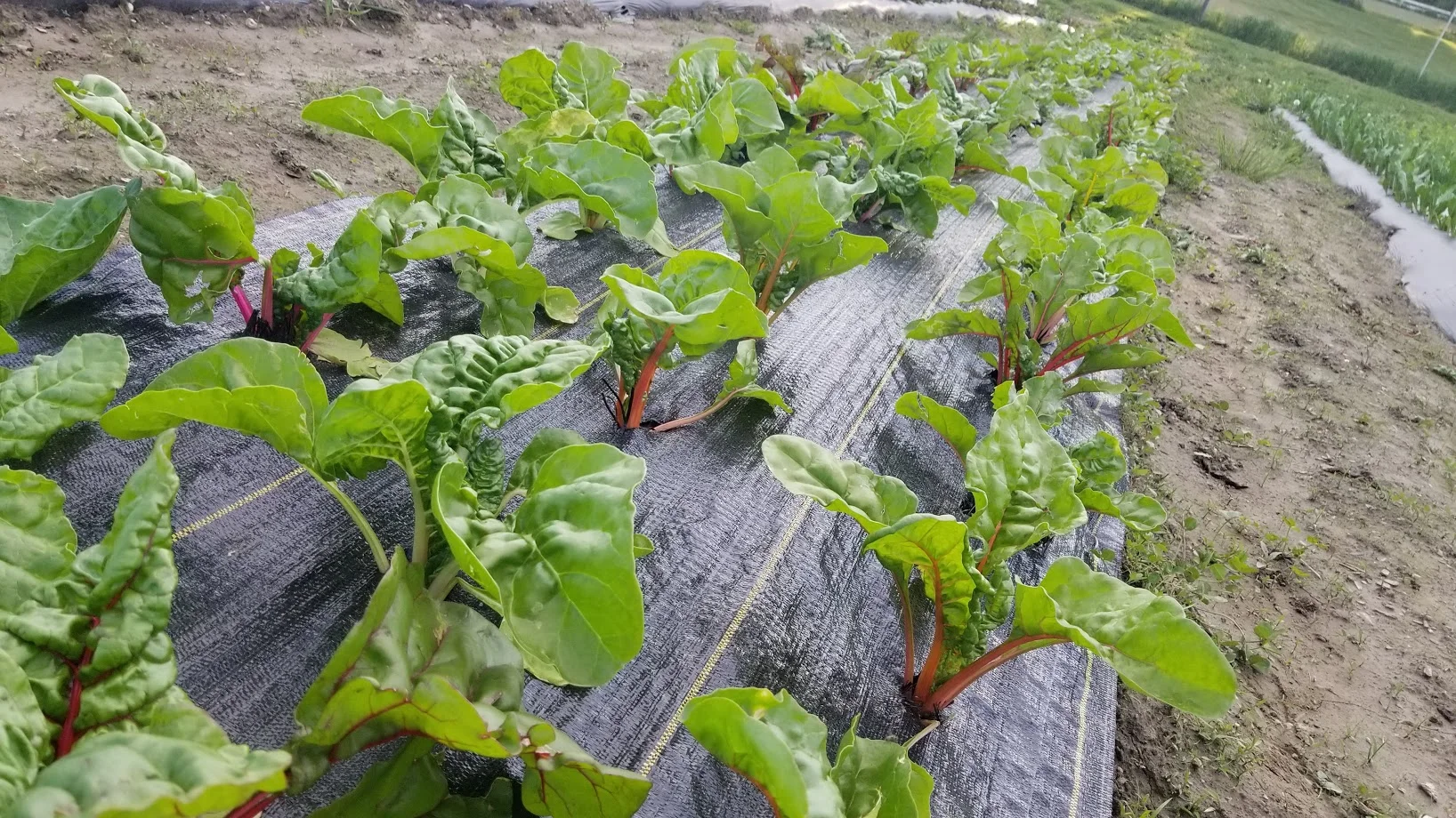 Baby Swiss Chard.jpg