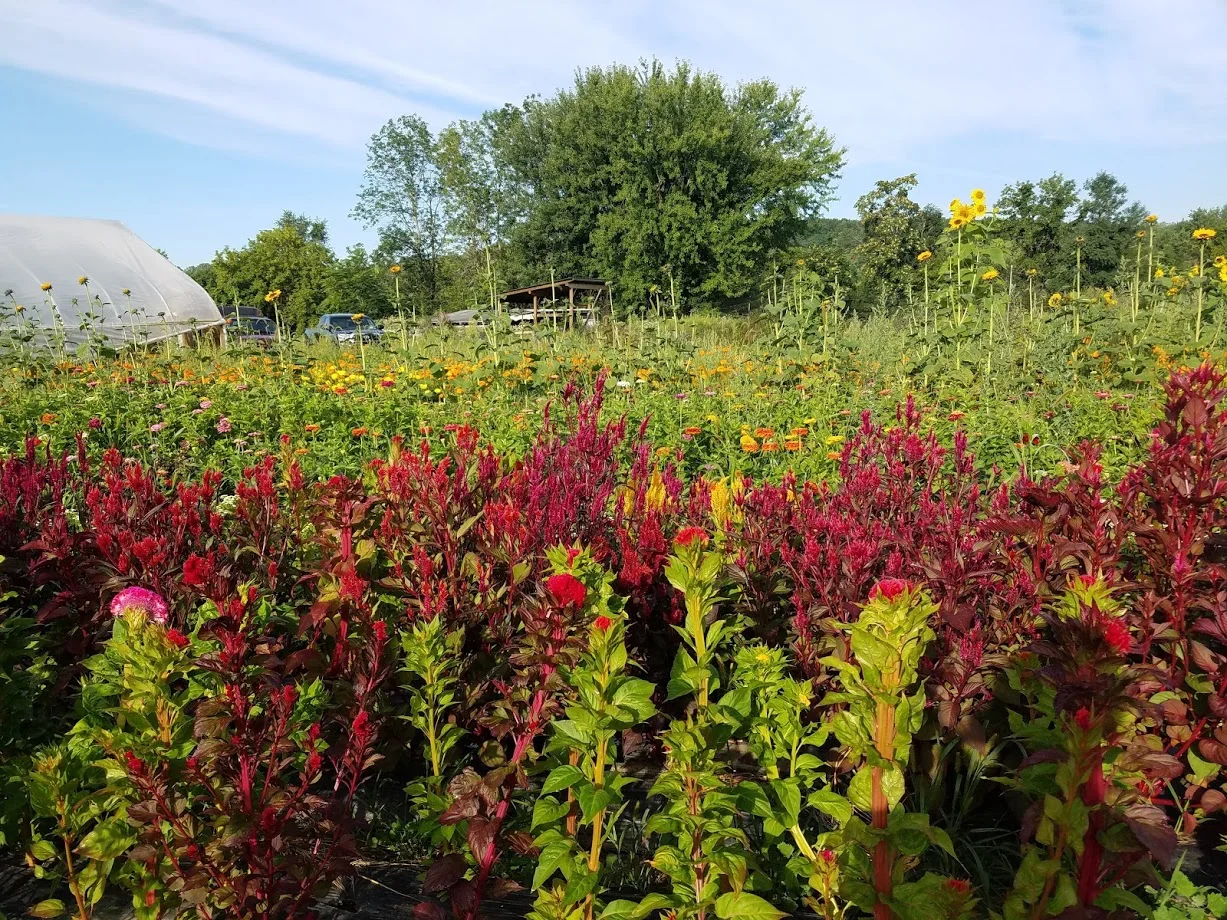 celosia.jpg
