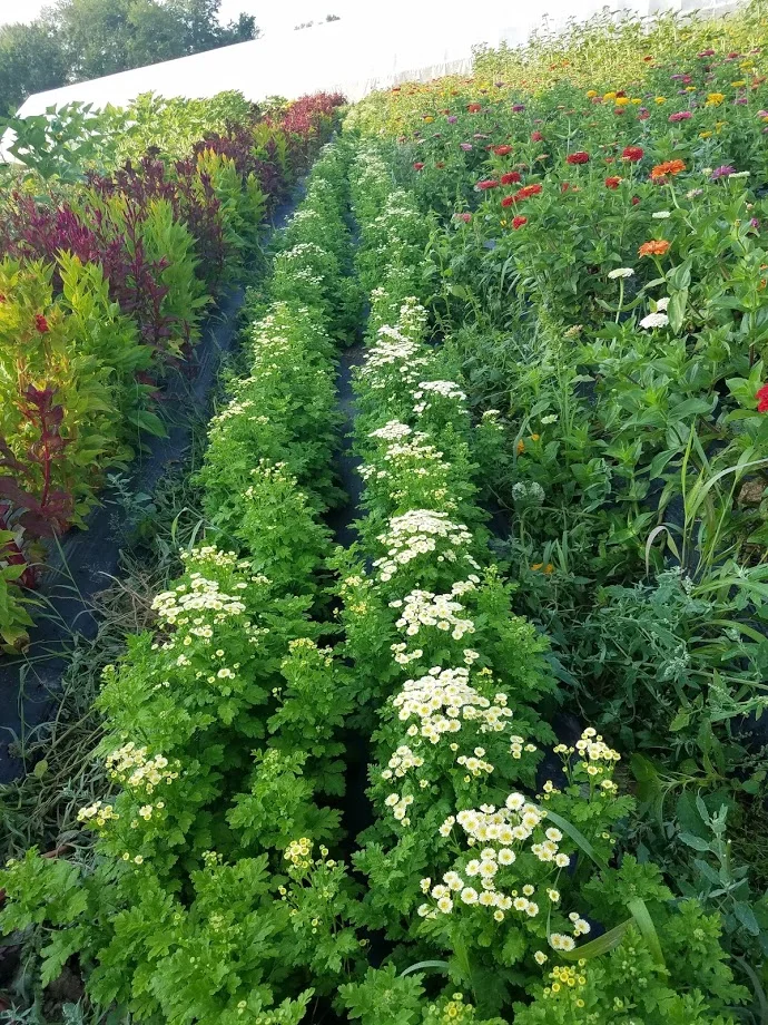 Feverfew.jpg