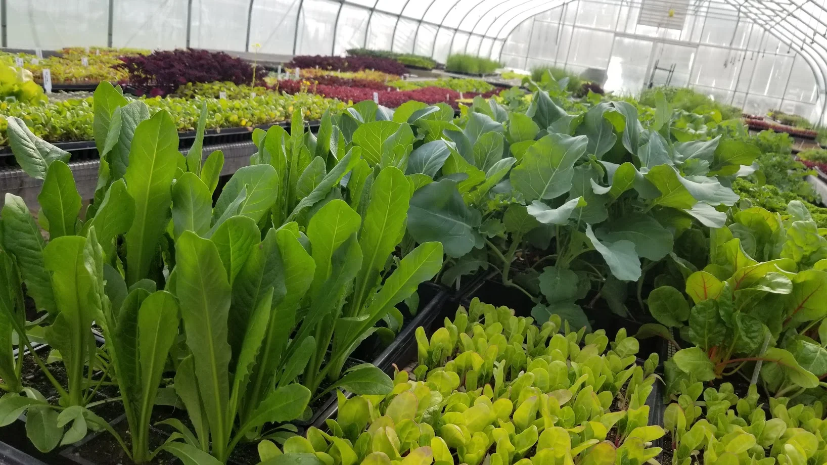 Greenhouse Plants.jpg