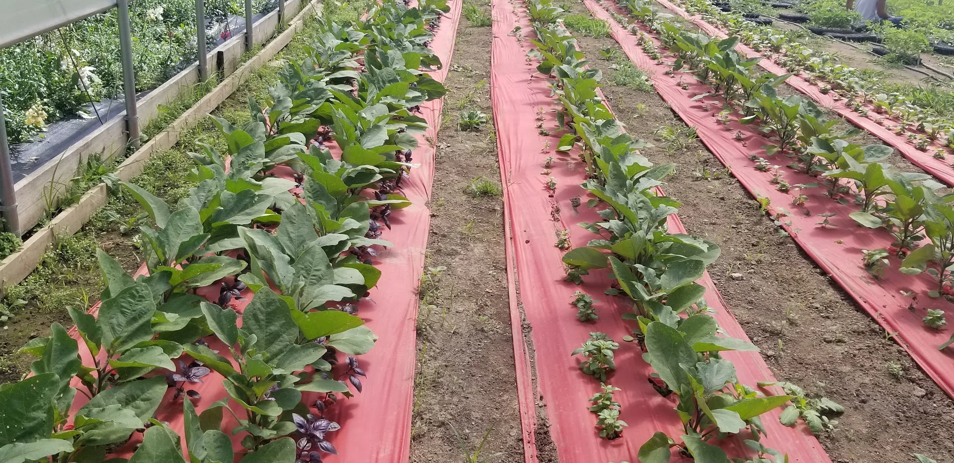 Greenhouse Eggplant.jpg