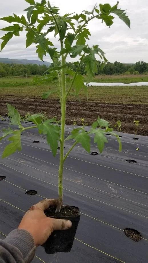 Tomato Plant.jpg