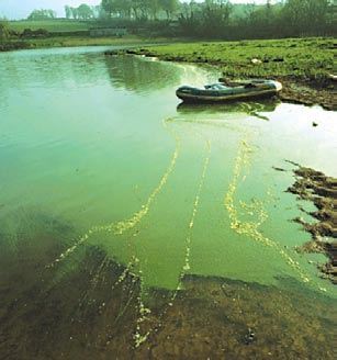 该图像显示了一种剧毒的微囊藻蓝藻菌株。