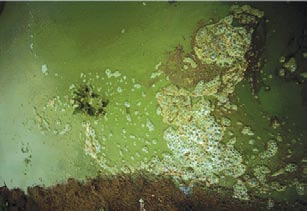 微囊藻绽放的特写镜头。