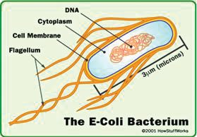باکتری E-Coli