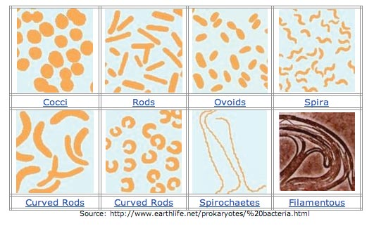 ظاهر باکتری ها