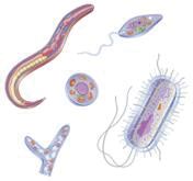 Protozoa >> Protozoan Parasites Safe Drinking Water Foundation Protozoa >> Protozoan Parasites Safe Drinking Water Foundation