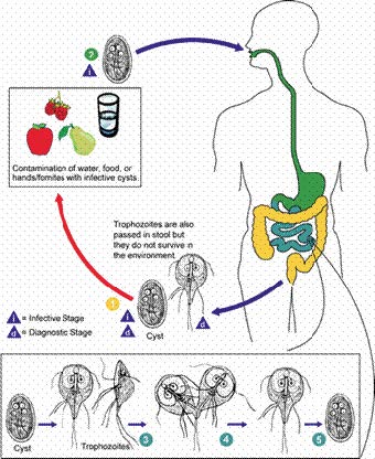 Giardiasis life cycle in humans. Giardia life cycle in humans -
