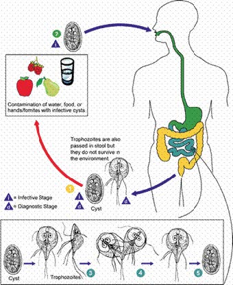 giardia water temperature