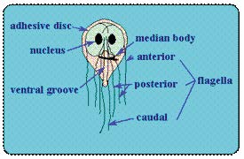 treating giardia in well water