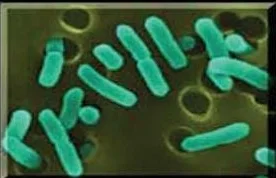Escherichia coli