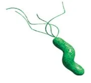 Helicobacter pylori