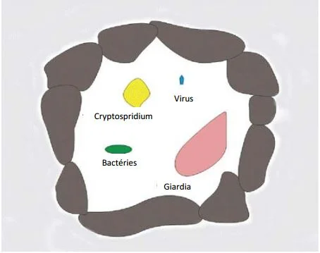 Microbes Pathogènes