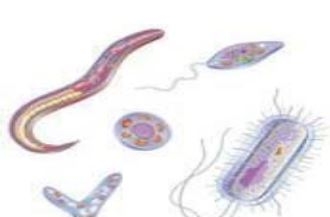 protozoaires paraziták de l homme)