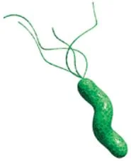 Helicobacter pylori détaillé