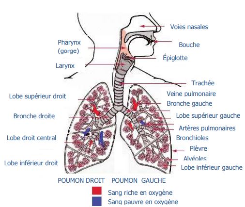 Legionella détaillée — Safe Drinking Water Foundation