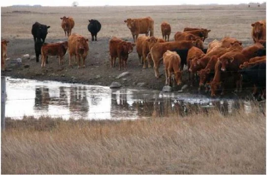 Analyse de l'ammoniaque pour Opération Goutte d'Eau pour les écoles élémentaires