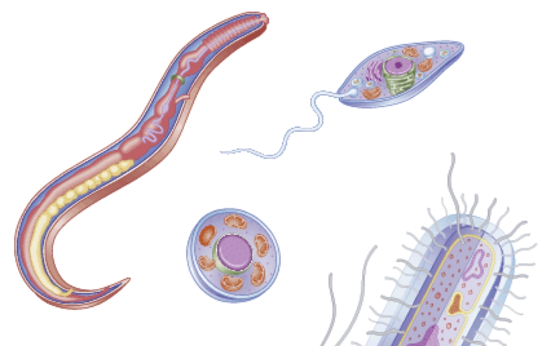 parasitic protozoa