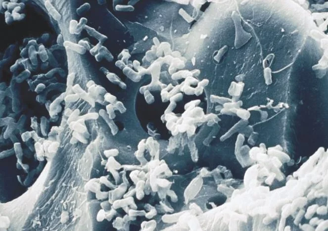 Operation Water Biology Curriculum Connections