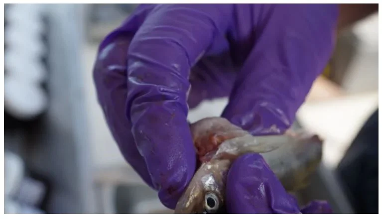 The Great Lakes are full of microfibres — but there might be an easy solution