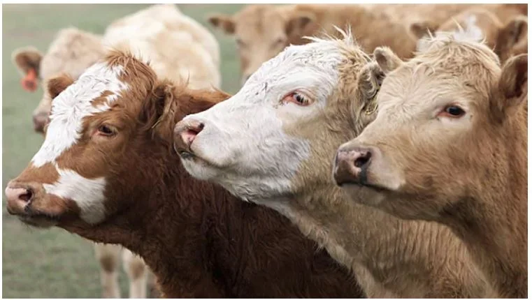 New rules for B.C. farmers take aim at agricultural waste