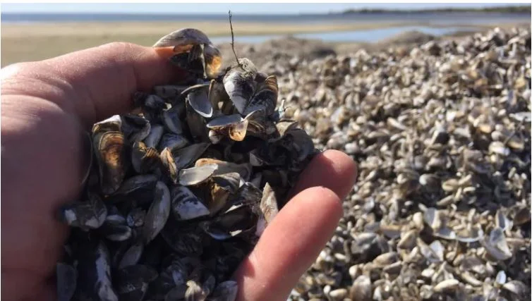 Invasive zebra mussel larva found in lake that supplies Winnipeg drinking water