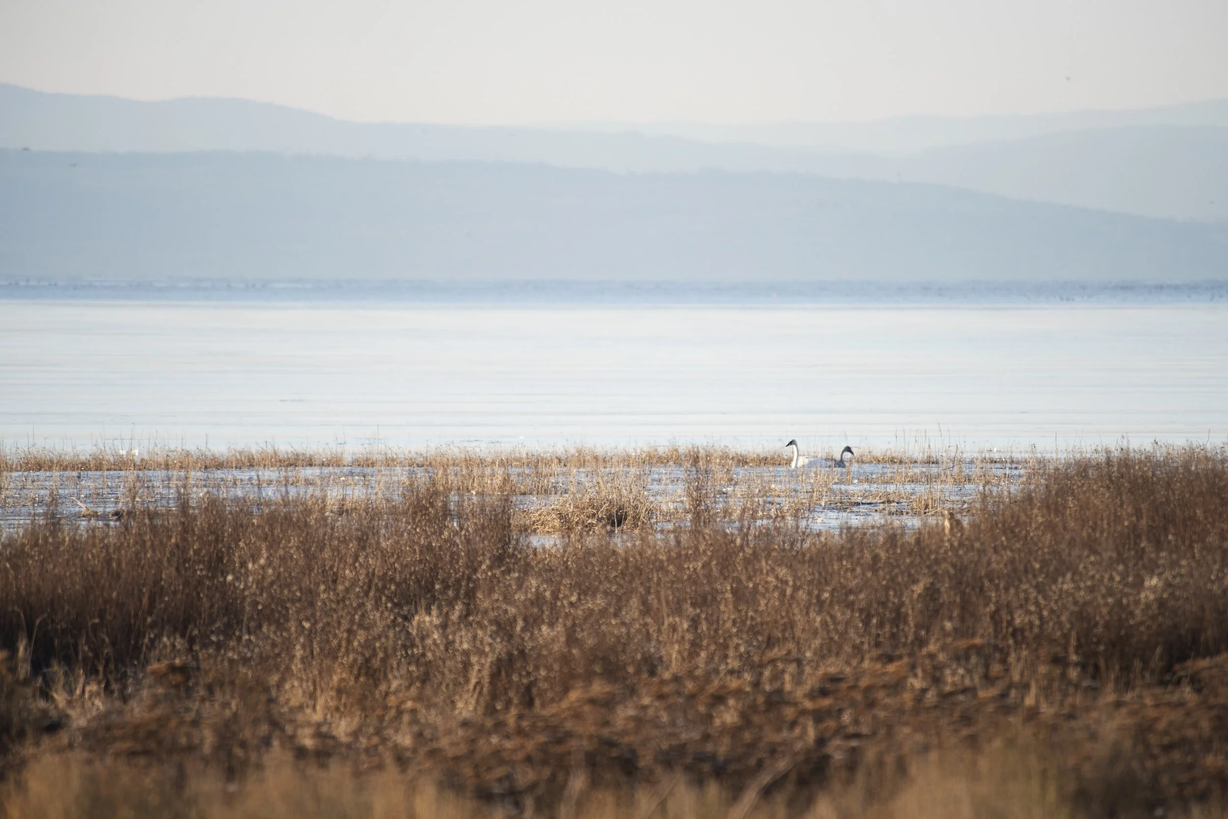 Saving wetlands a resolution Canada needs to keep